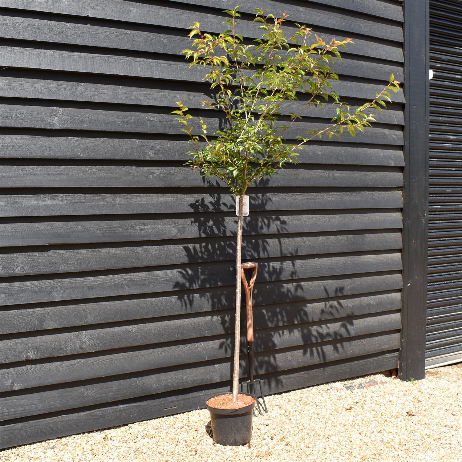 Cherry 'Okame' | Prunus 'Okame' - Clear Stem 120cm - Girth 6-8cm - Height 170-200cm - 10lt
