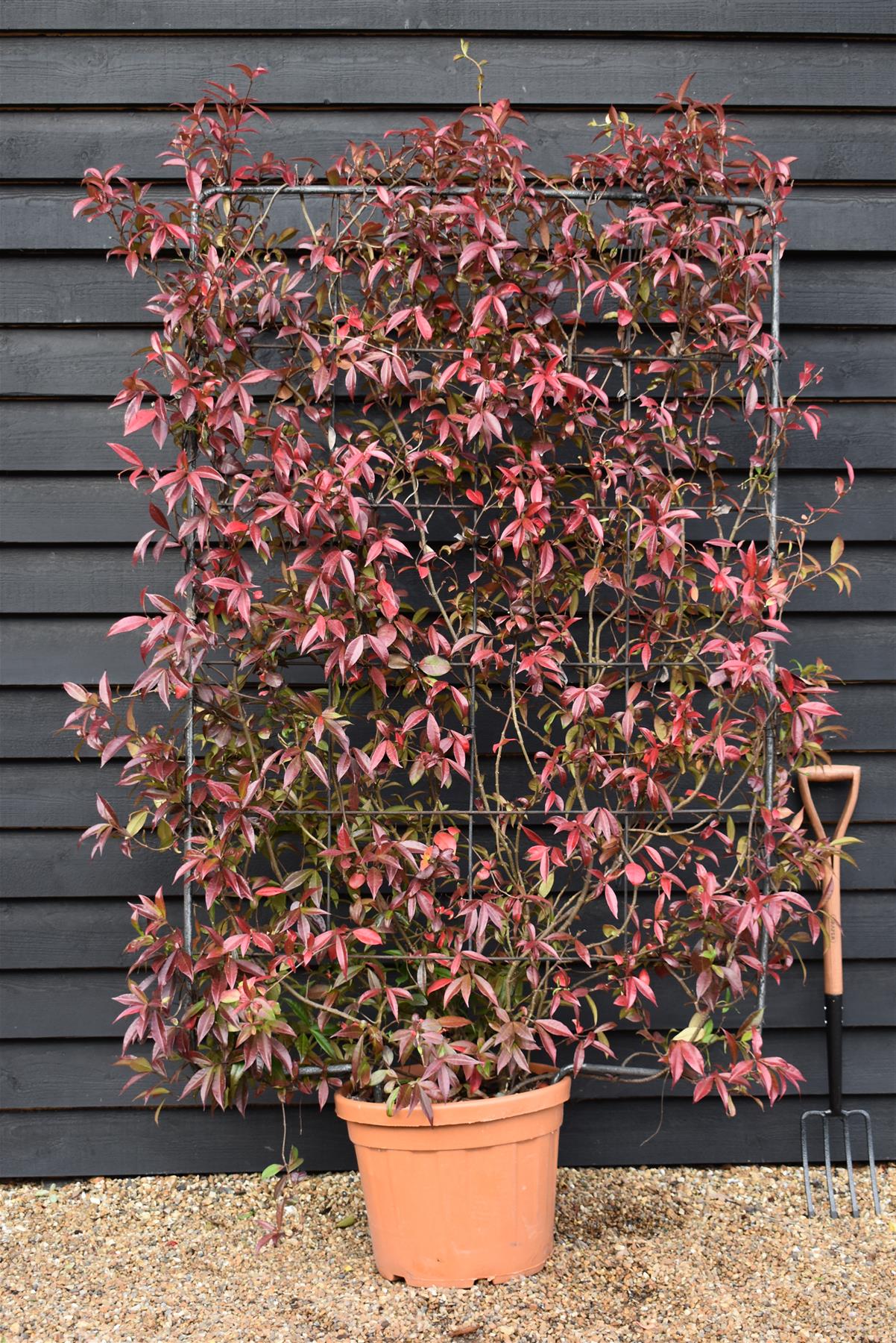 jasmine Trachelospermum jasminoides | Chinese Jasmine - Arch - 270cm, 55lt