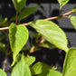 Prunus Shirotae | Cherry 'Shirotae' - 200-250cm, 10lt