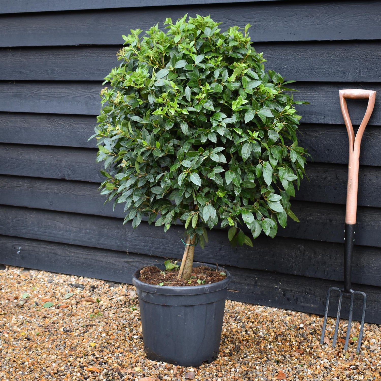 Viburnum tinus | Laurustinus - Clear Stem 30-40cm - Height 100-110cm - Girth 6-8cm - 25lt