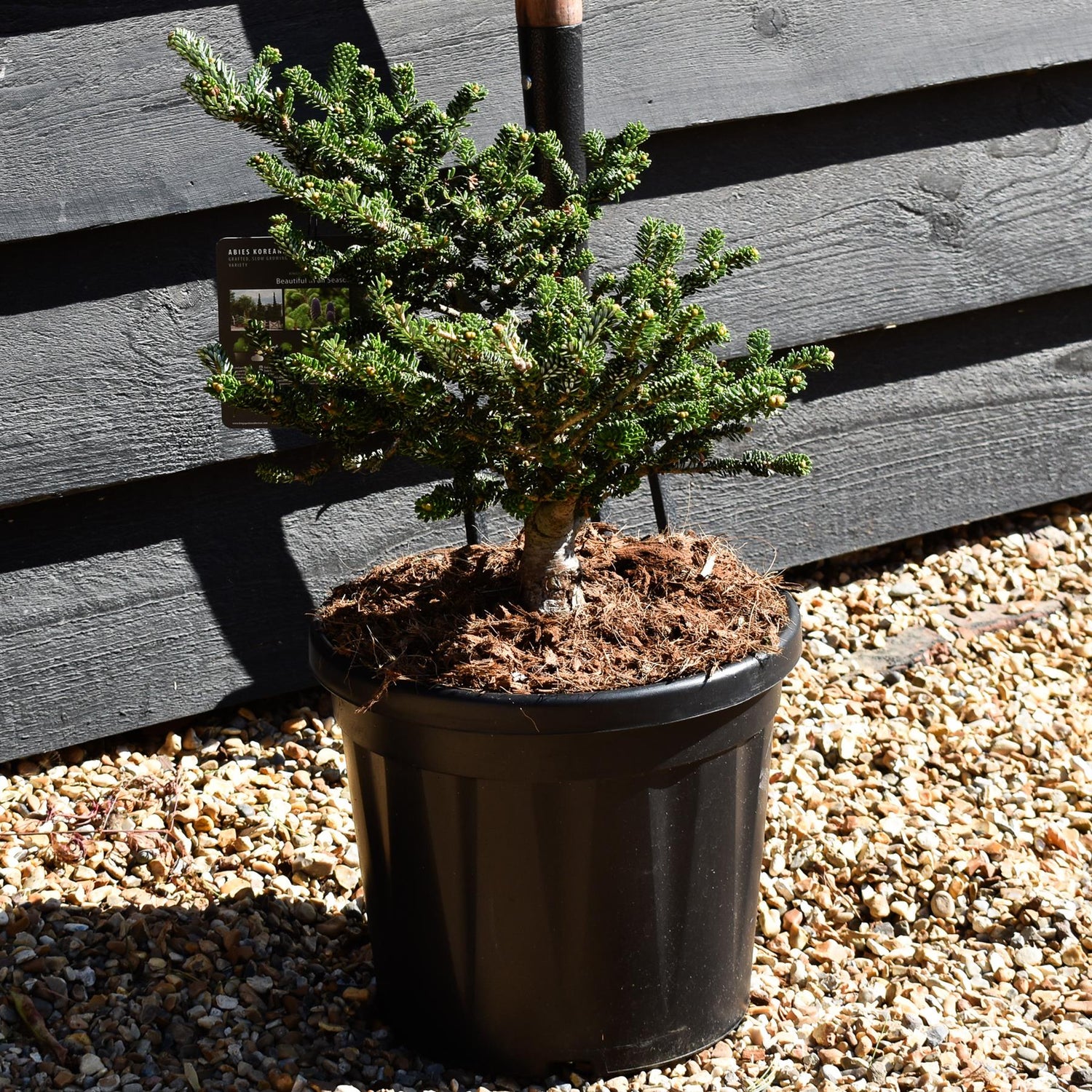 Abies koreana 'Oberon' | Korean Fir - Bushy - Height 20-30cm - 8lt