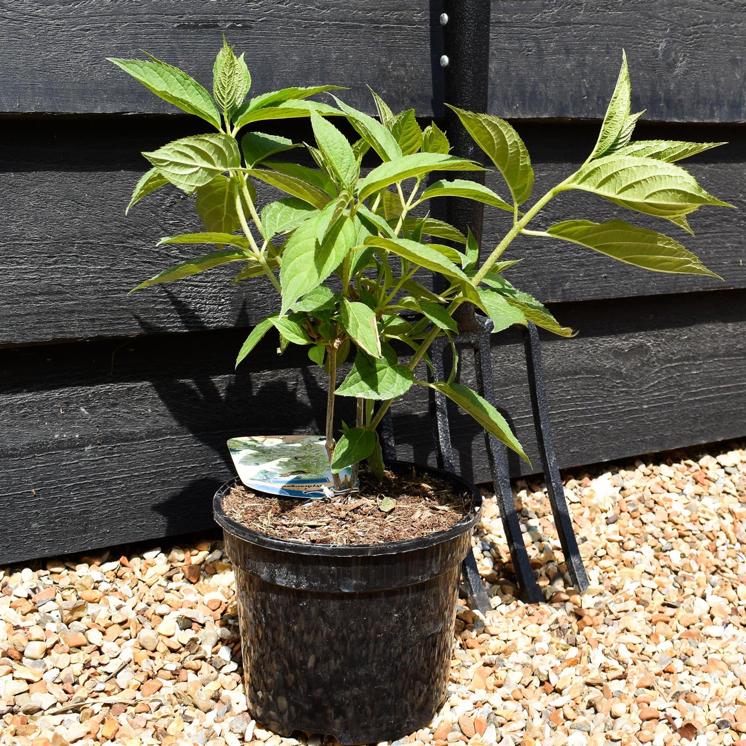 Hydrangea paniculata 'Phantom'  3lt