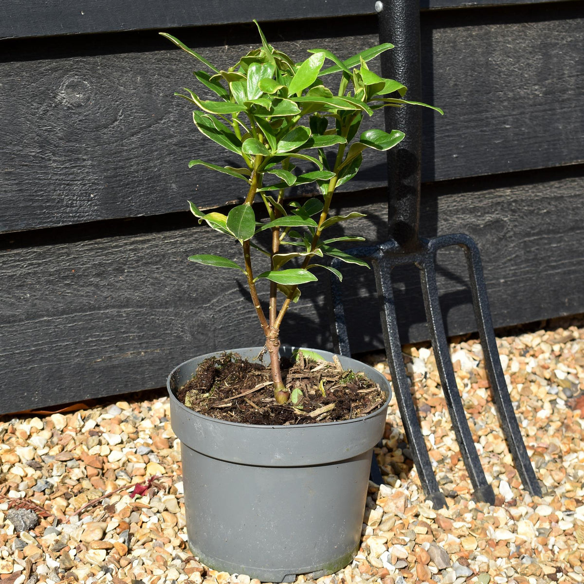 Daphne odora Aurea Marginata | Daphne Aureomarginata - Height 20-30cm - 2lt