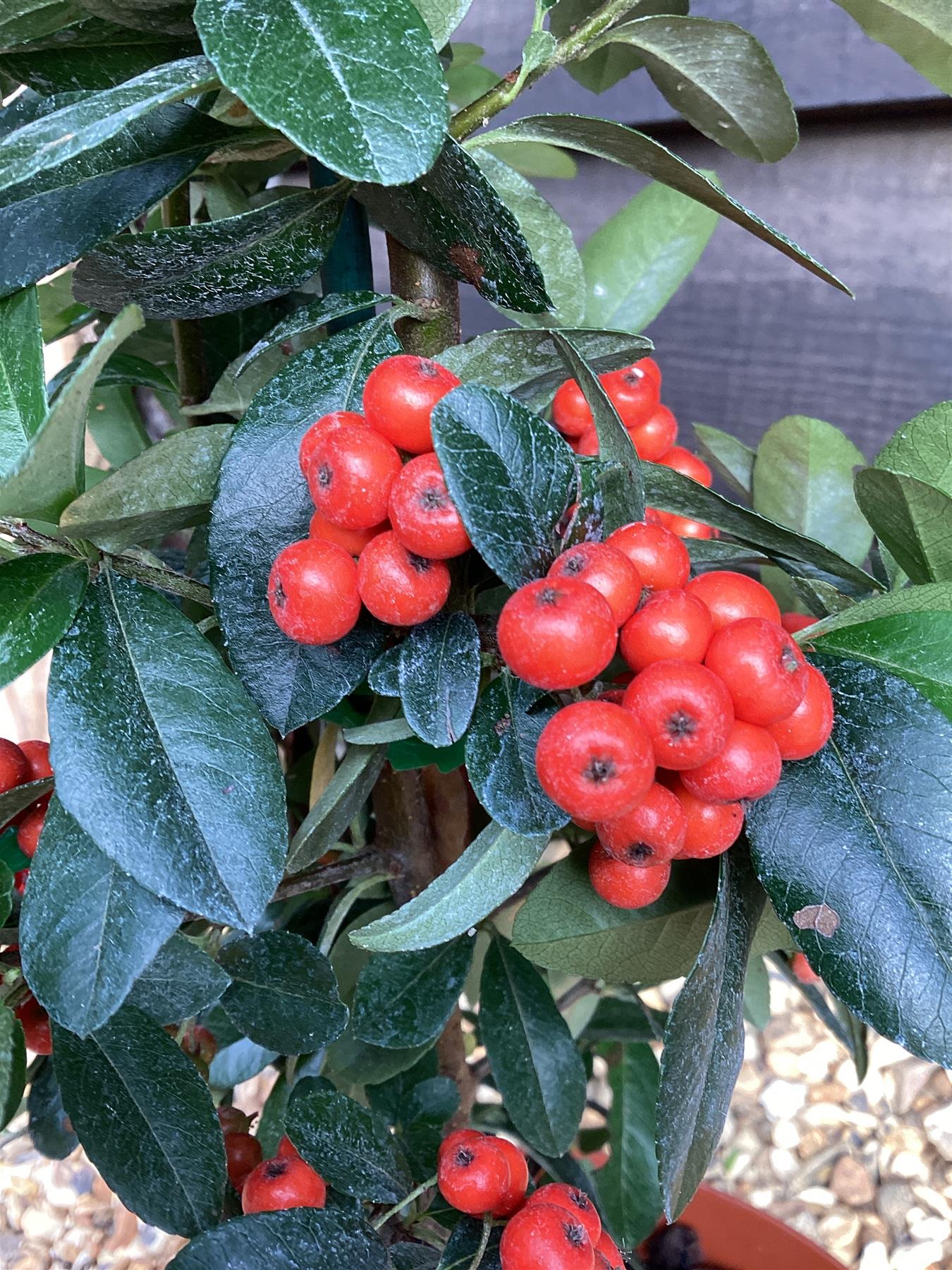 Pyracantha Mohave - 40-80cm, 10lt
