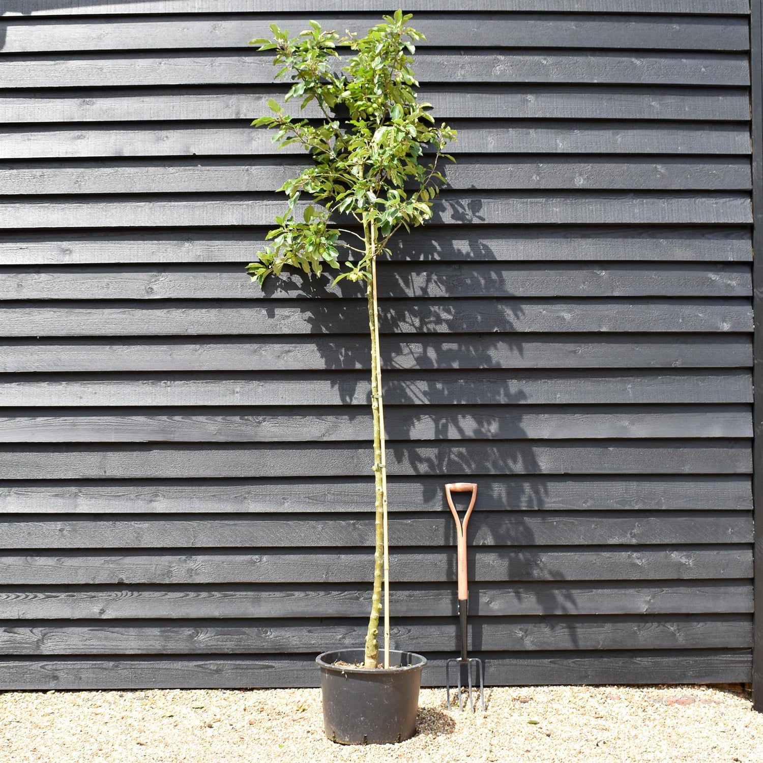 Crab Apple 'John Downie' | Malus  - Clear Stem - Height 250-300cm - Girth 6-8cm - 45lt