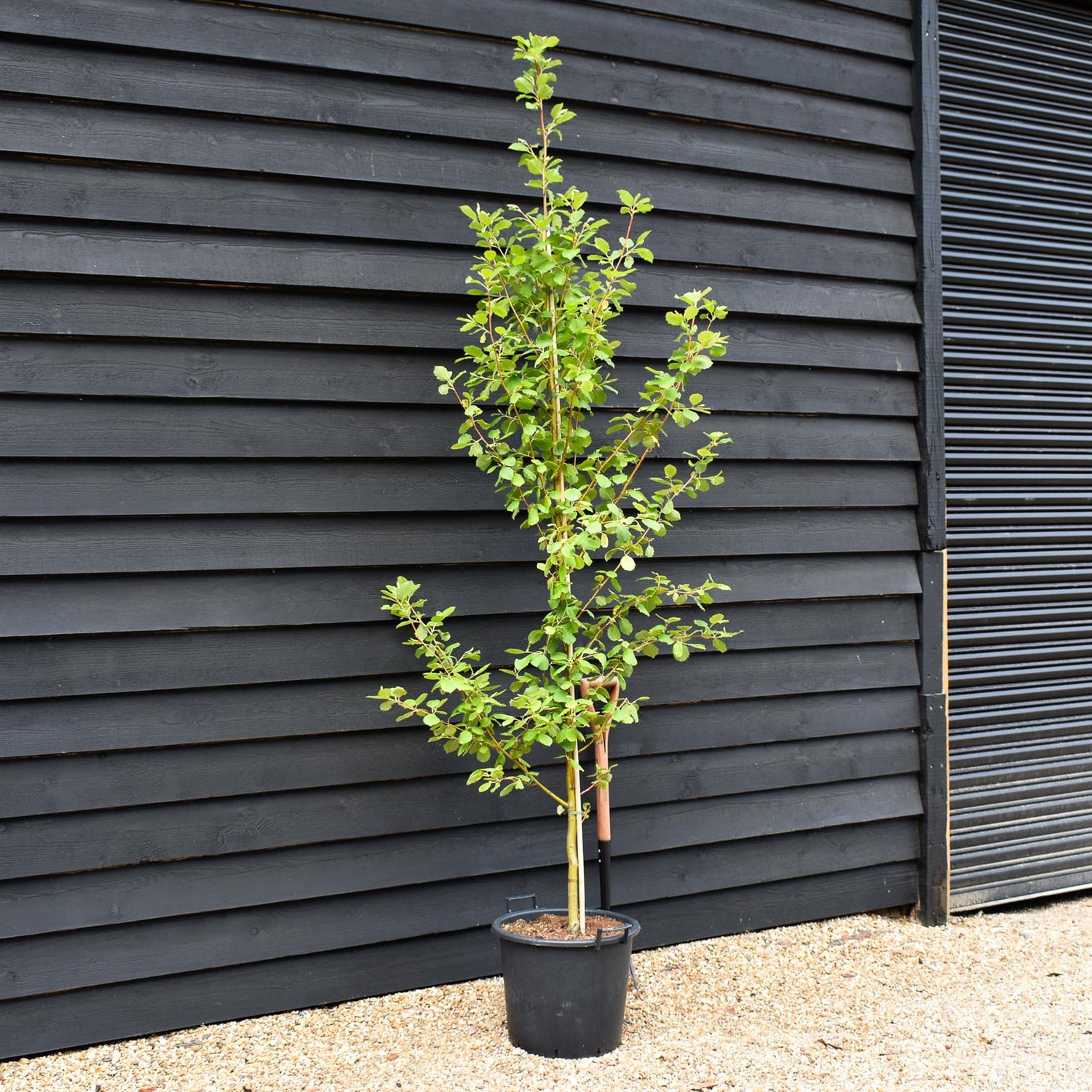 Alnus Incana Aurea - Grey Alder - Height 220-250cm - 30lt