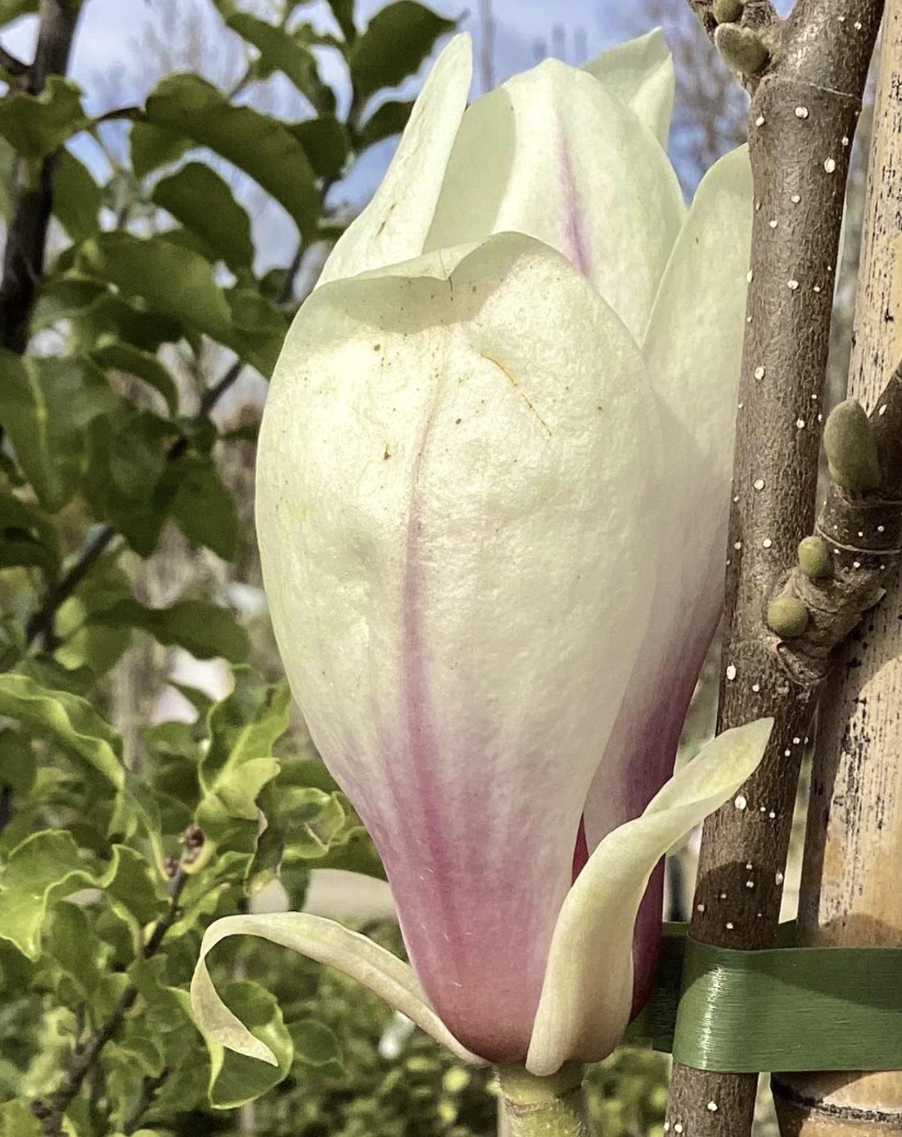 Magnolia x soulangeana | Saucer magnolia -  Height 70-90cm - 5lt