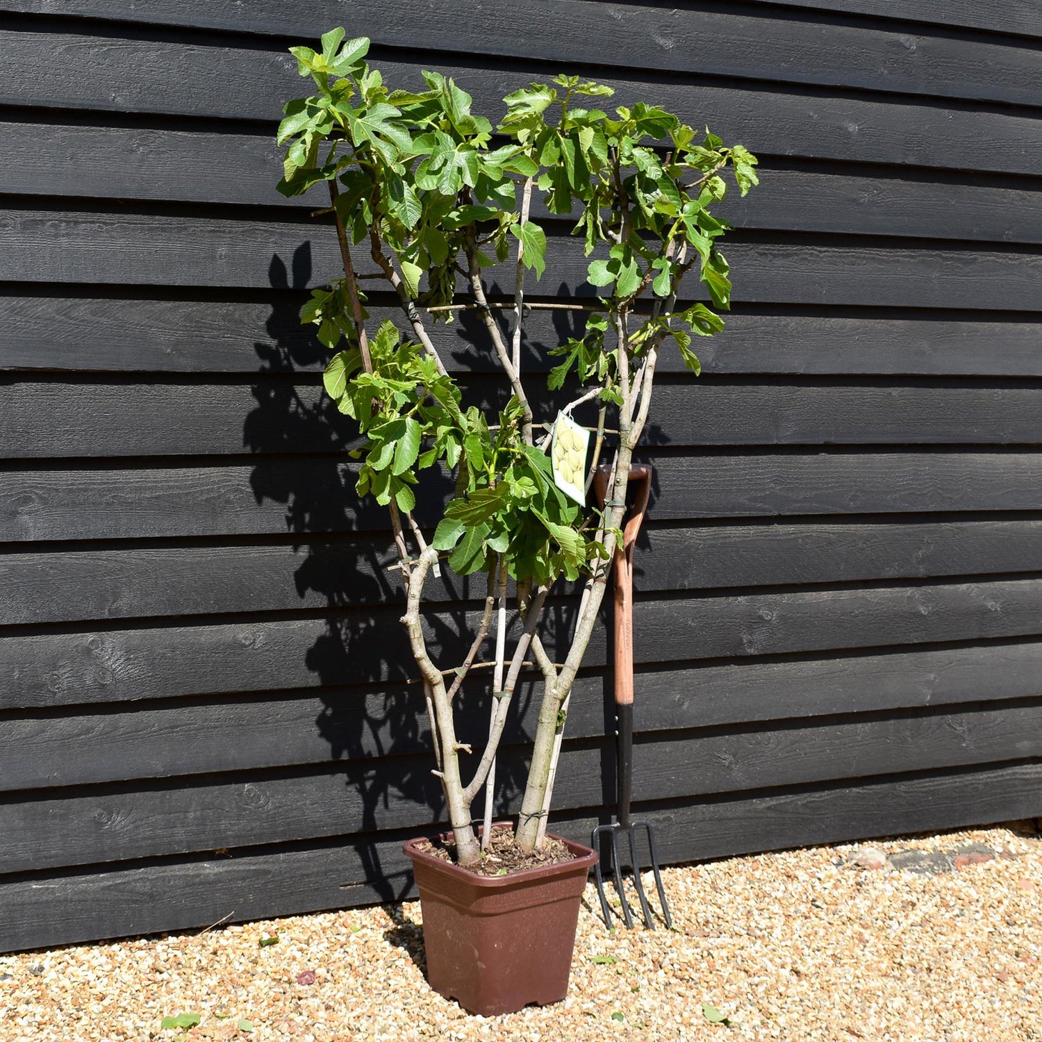 Fig - Ficus carica  'Panache' - Frame - Height 130-140cm - 15lt