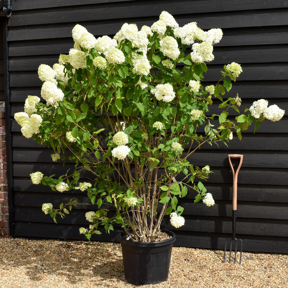 Hydrangea paniculata 'Grandiflora' - Shrub - Height 130cm - 45lt