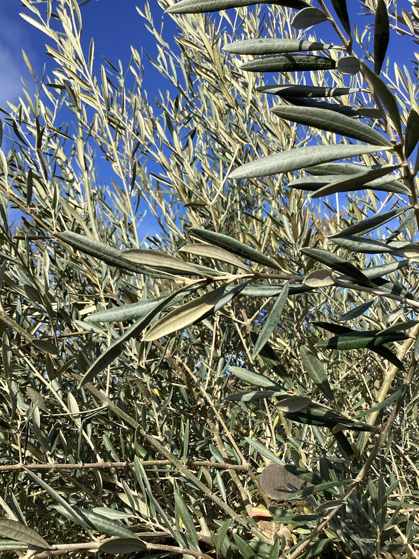 Olive Tree | Olea Europea 1/2 Std Crown - 270-280cm, 500lt