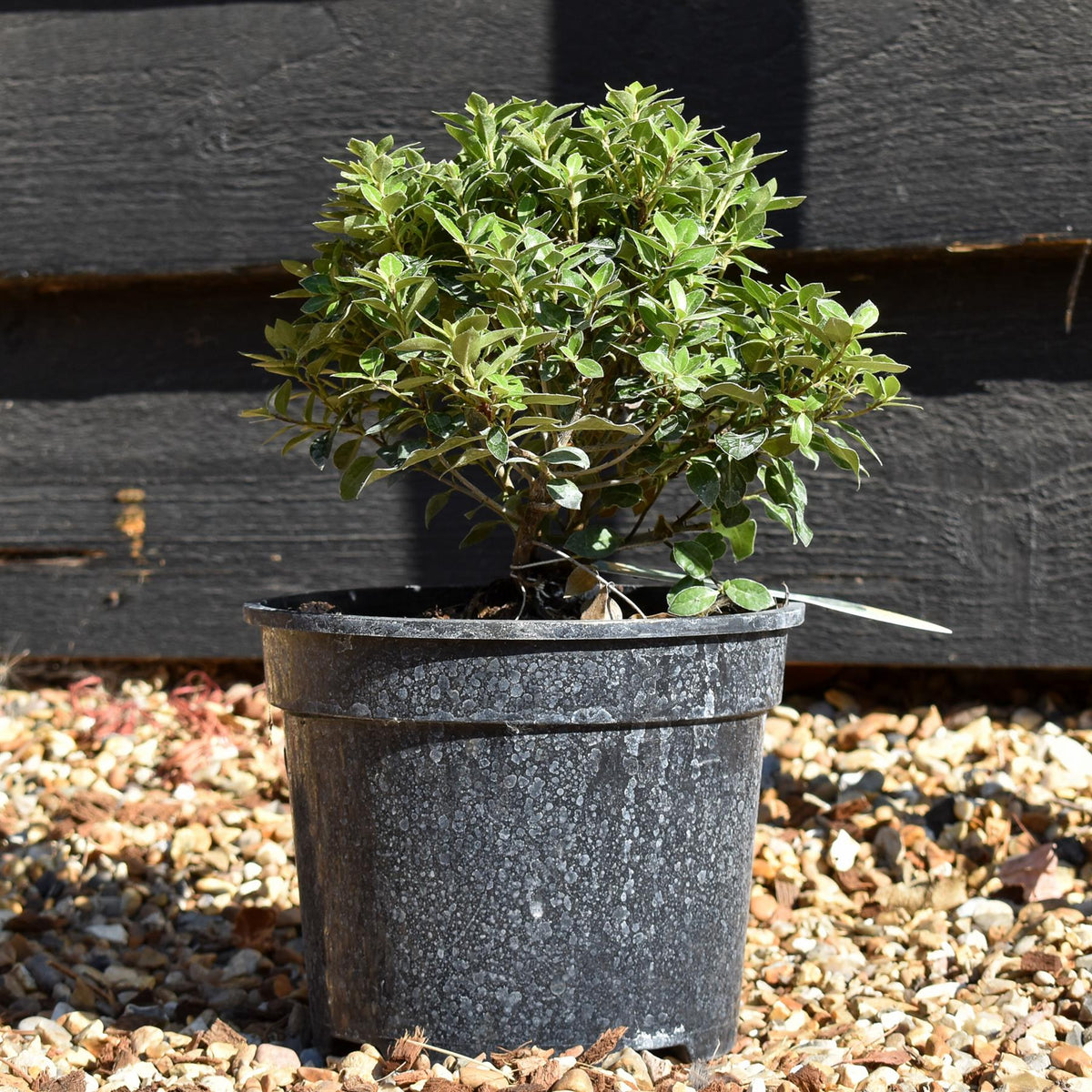 Pittosporum tenuifolium 'Beach Ball' - 15-25cm - 3lt