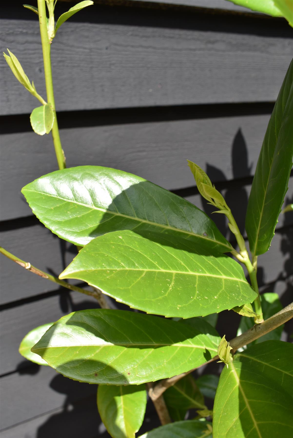 Cherry Laurel Hedging | Prunus laurocerasus Rotundifolia  - Pot Grown - 150-170cm - 20lt