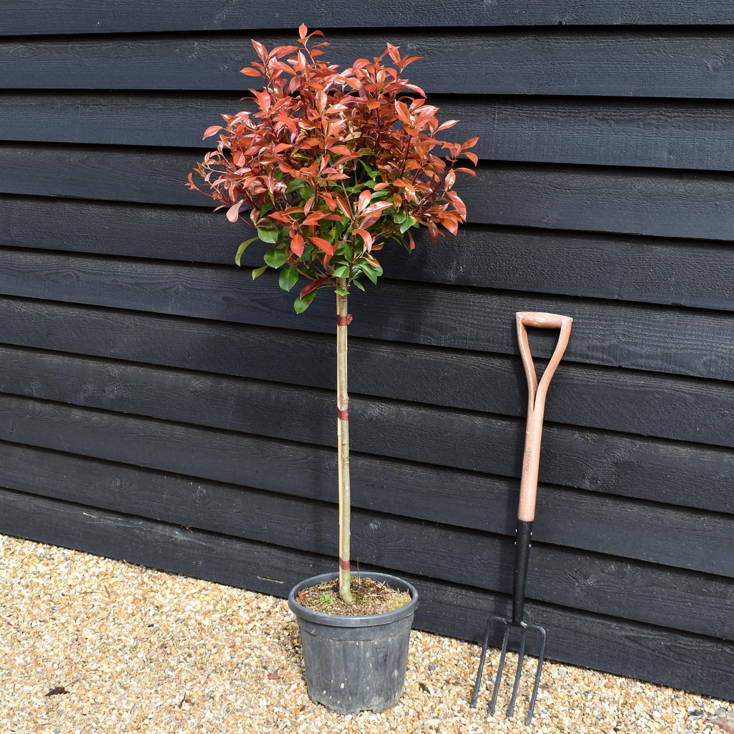 Photinia Red Robin | Christmas berry 'Red Robin' - Half Standard - Clear Stem 70-80cm - Height 130-150cm - 15lt