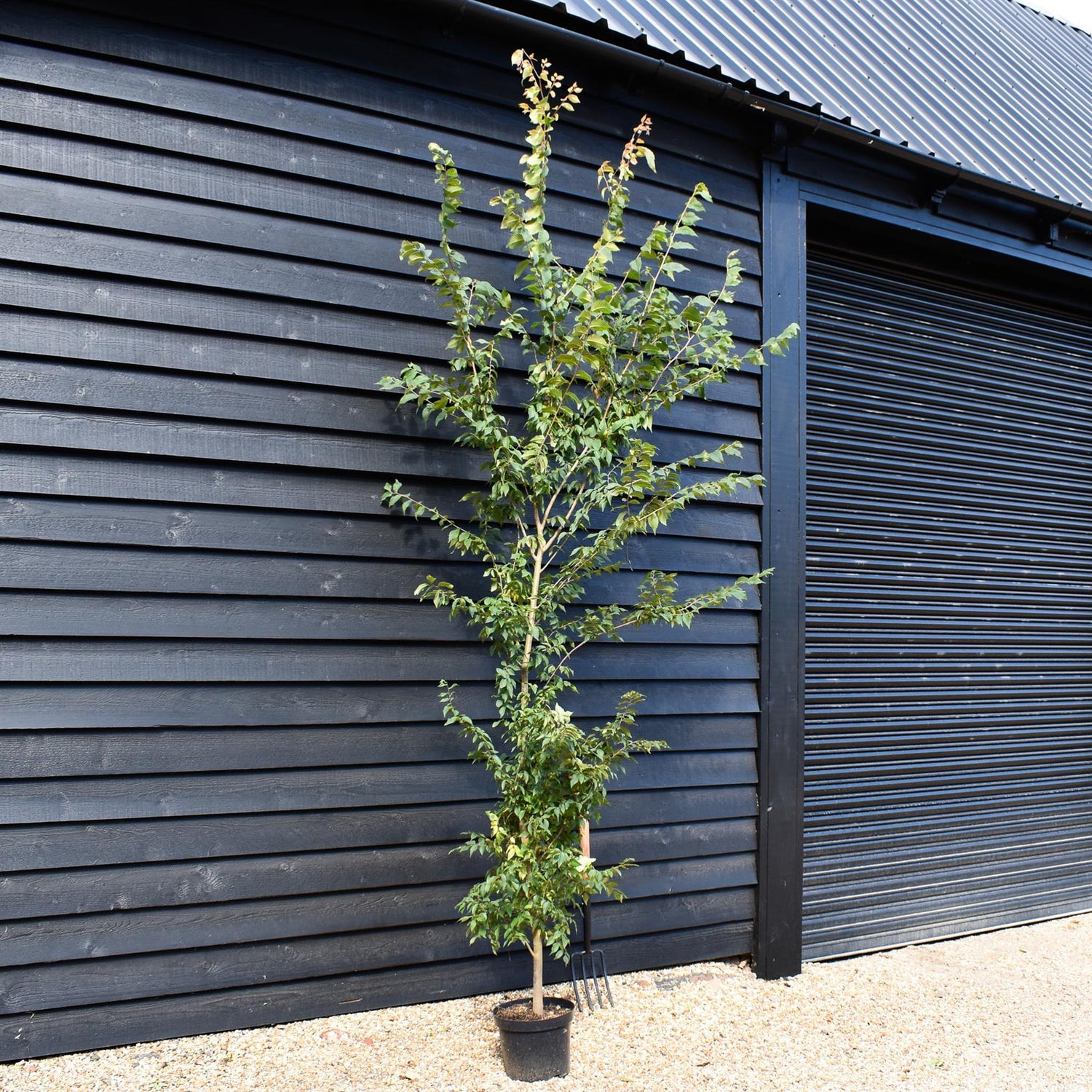 Zelkova Serrata - Feathered - Girth 10-14cm - Pot Grown - Height 150-220cm - 10lt