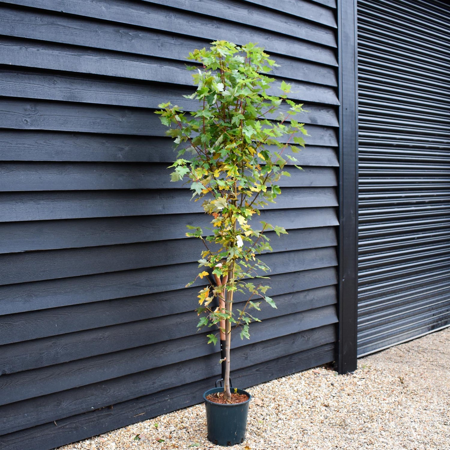 Acer Rubrum Redpointe Maple | Acer rubrum Redpointe - Height 210-230cm - 12lt