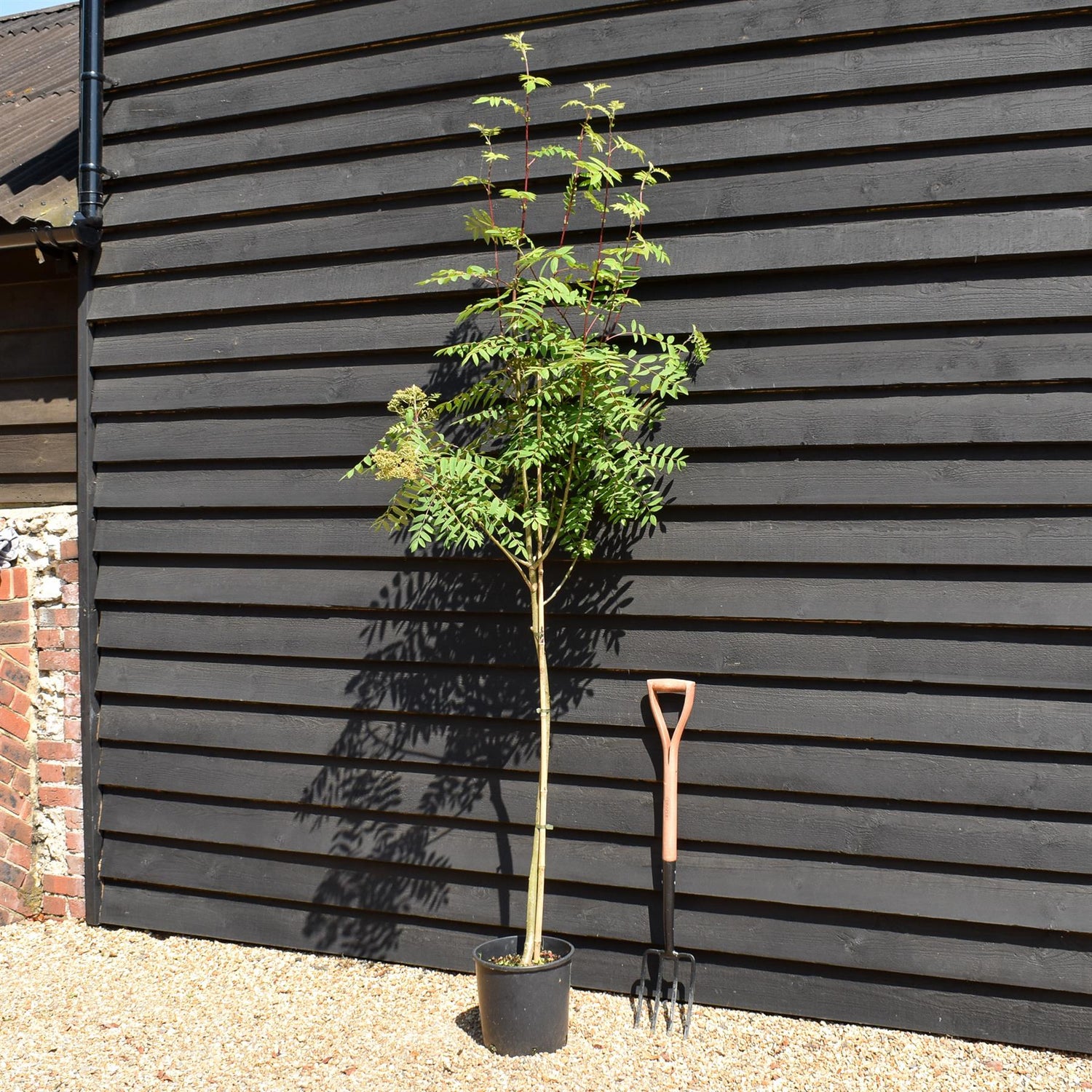 Sorbus aucuparia | European Mountain Ash - Height 160-220cm - Girth 4-8cm - Pot Grown - 12lt