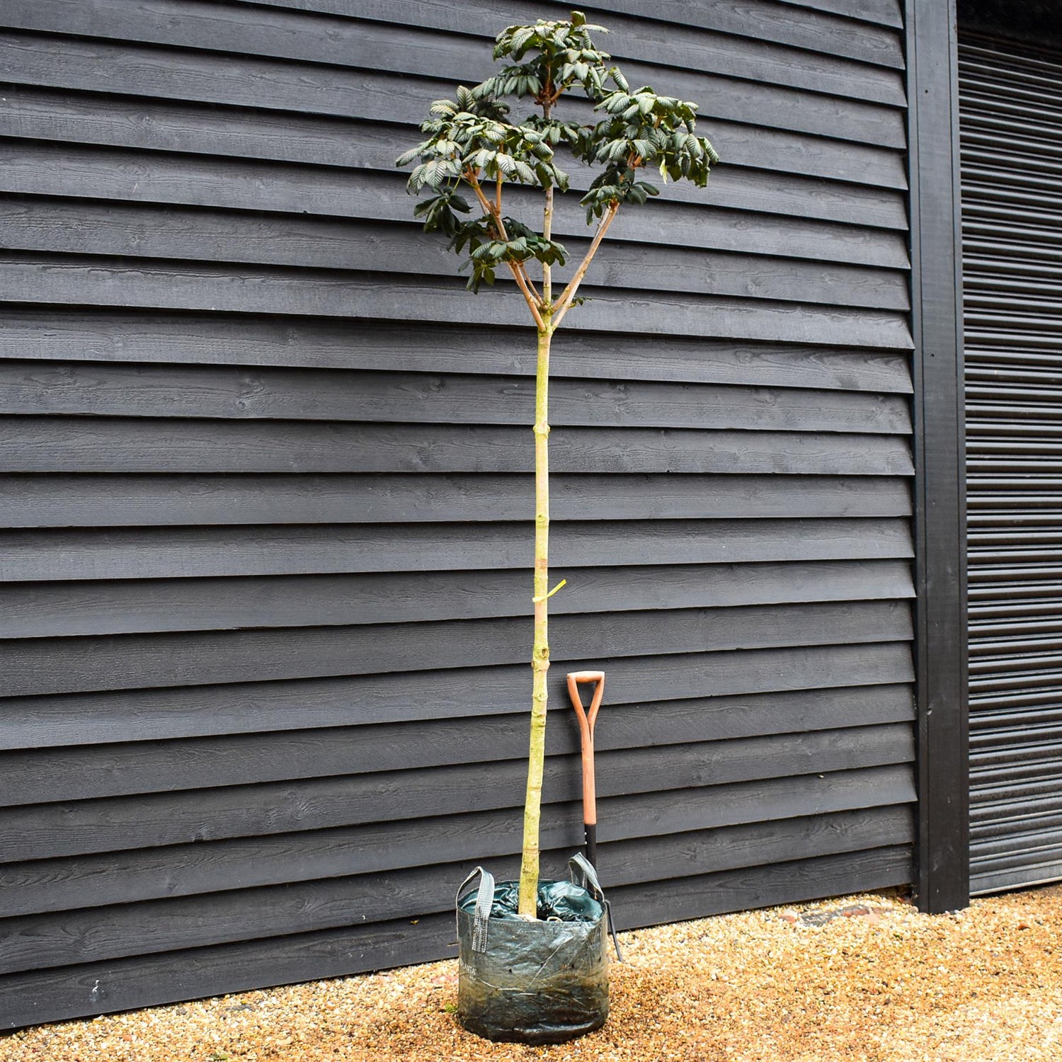 Aesculus hippocastanum | Horse Chestnut - Girth 8-10cm - Height 230-250cm - 45lt