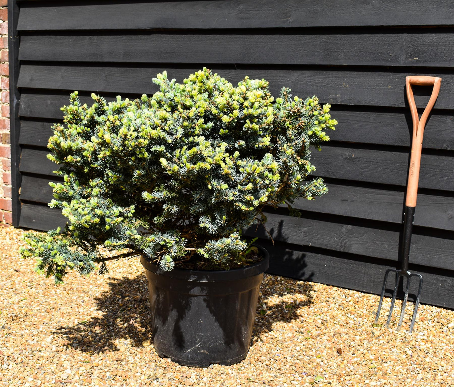Colorado spruce 'Globosa' | Picea pungens 'Glauca Globosa' - Very Bushy - Height 70-90cm - Width 70-80cm - 70lt