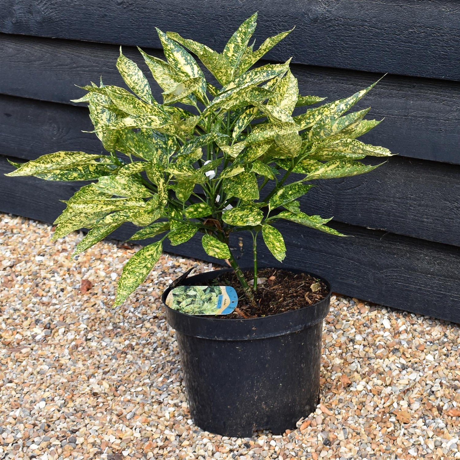 Aucuba japonica 'Marmorata' | Variegated Aucuba - Shrub - Height 30-50cm - 10lt