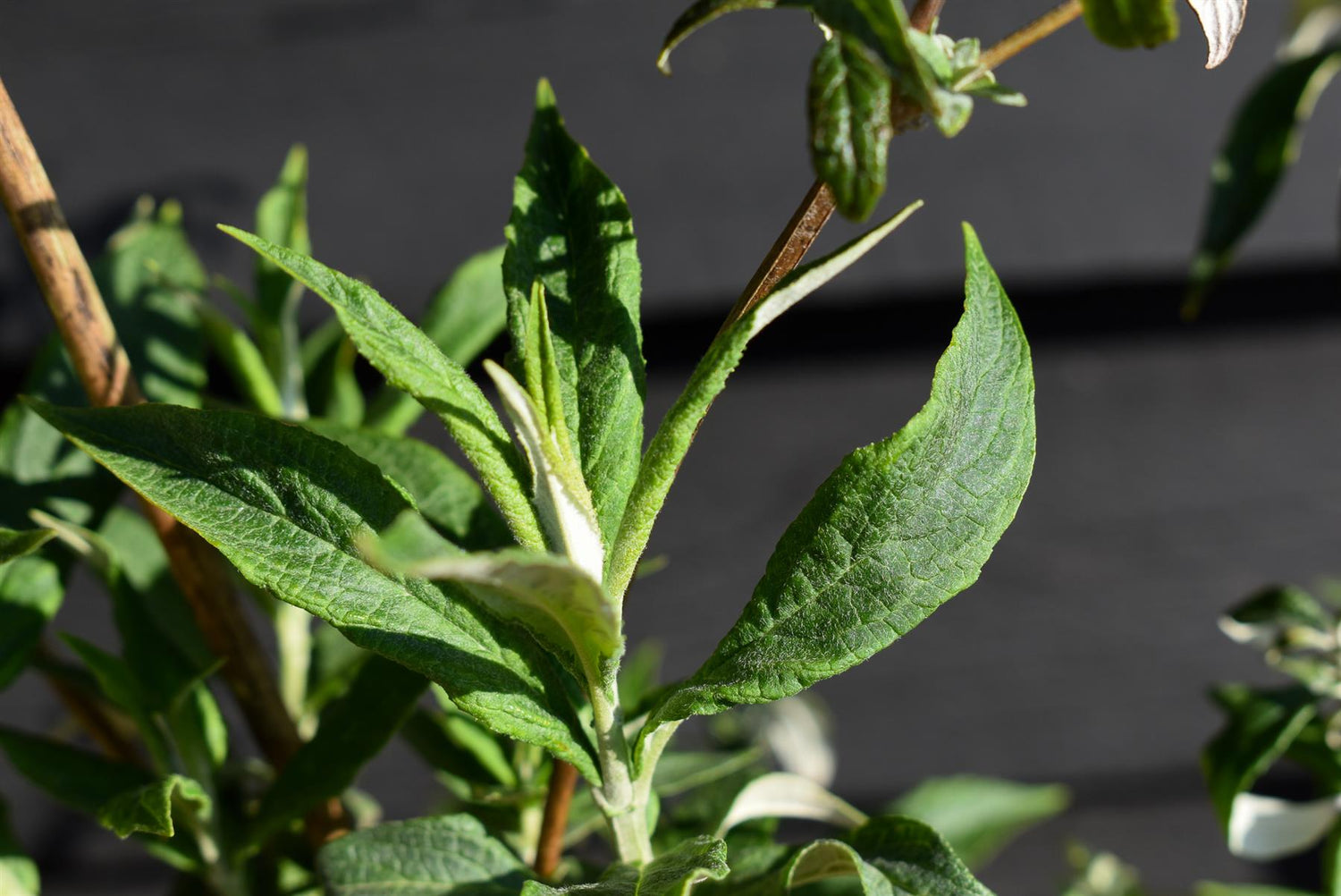 Buddleja White Profusion - Shrub - Height 40-60cm - 5lt