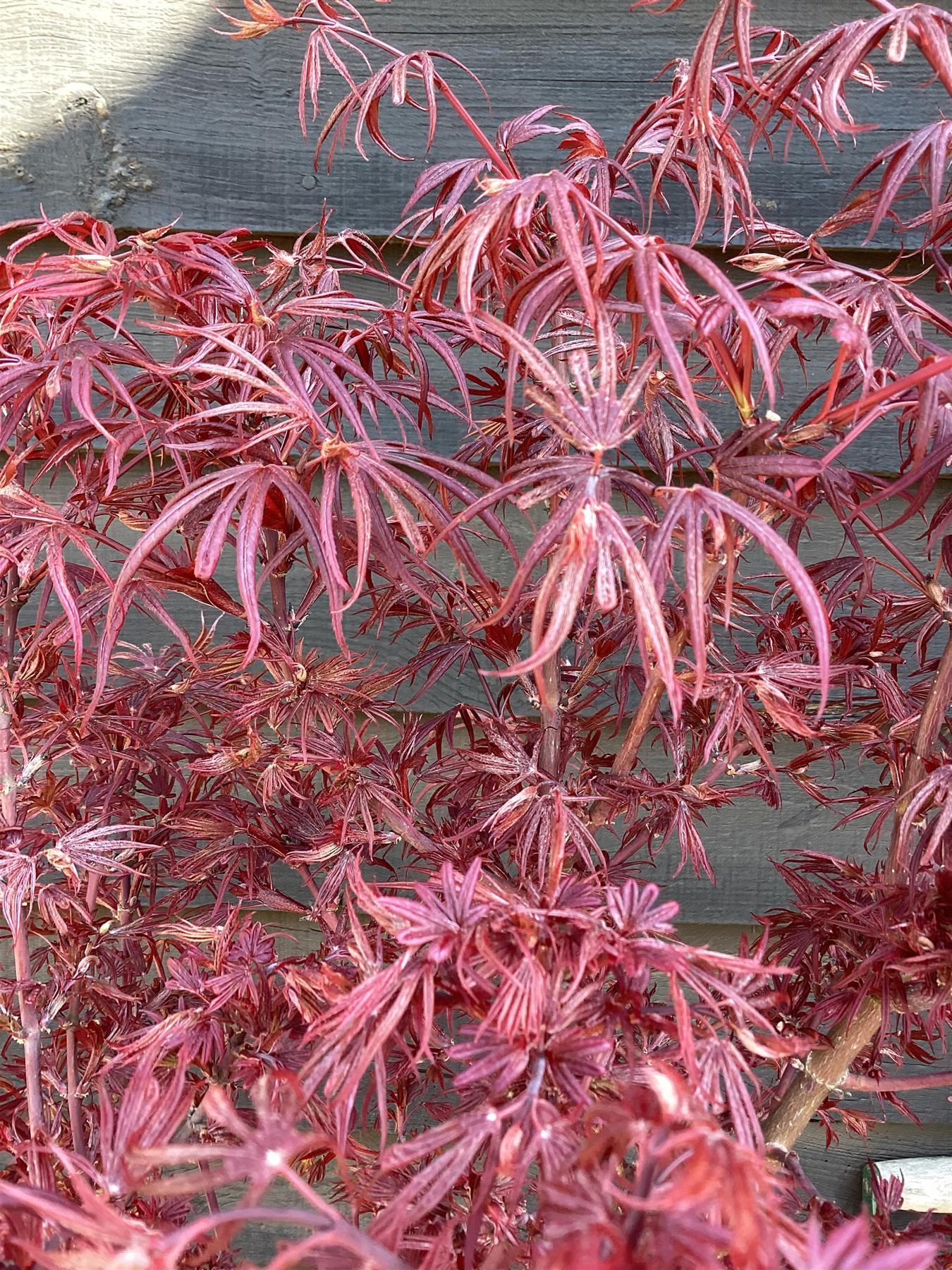 Acer palmatum 'Shaina' | Japanese maple 'Shaina' - 90-120cm - 1/2 Std - 15lt