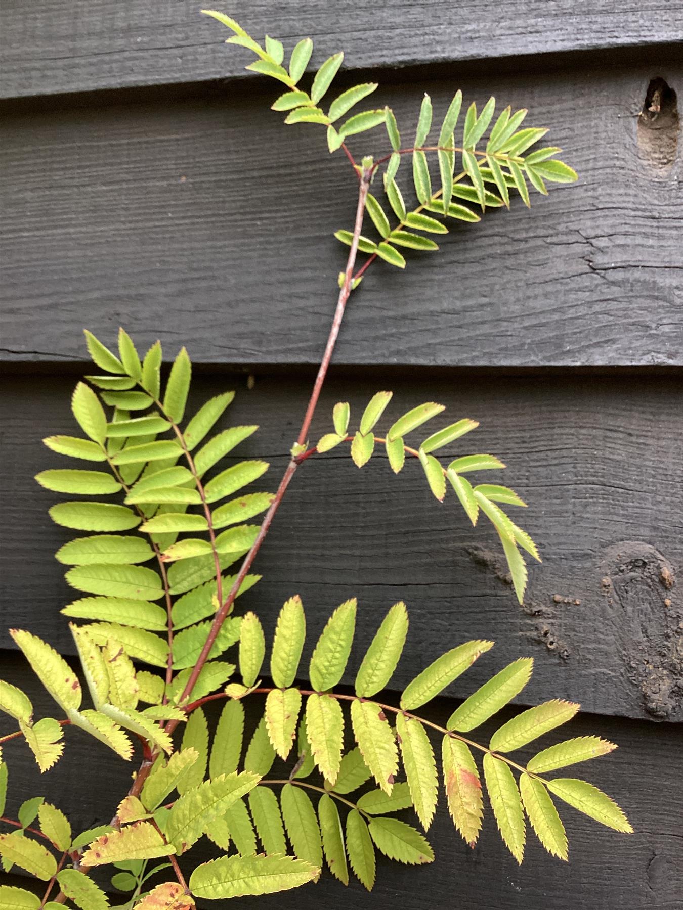 Sorbus aucuparia | European Mountain Ash 1/2 std, Clear Stem -  Height 180-200cm - 20lt