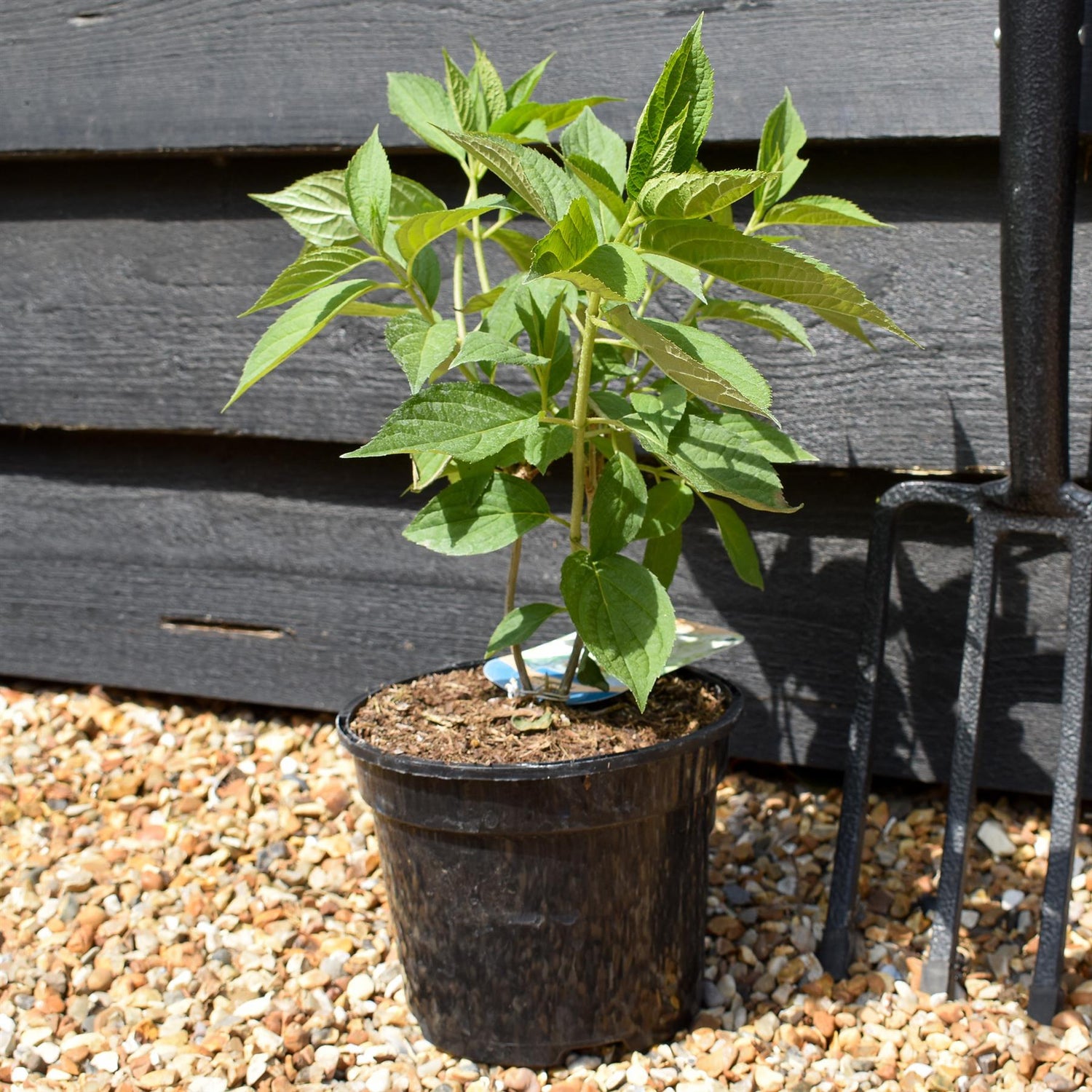 Hydrangea paniculata 'Phantom'  3lt