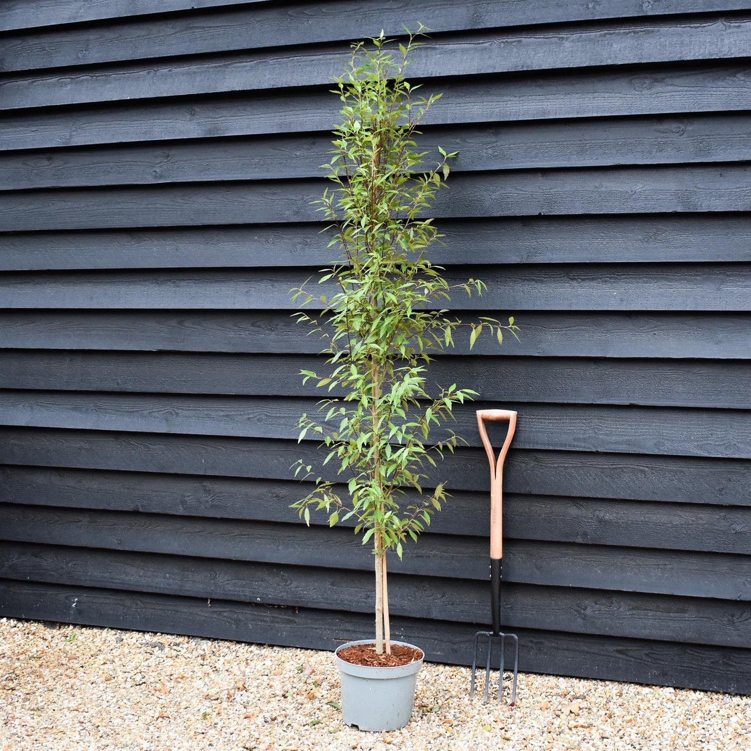 Hoheria sexstylosa Snow White | Ribbonwood - Bushy - 180-220 - 12lt