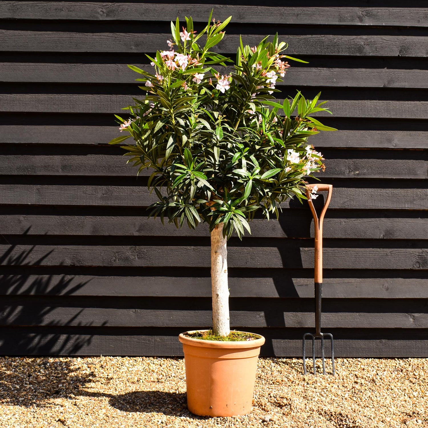 Nerium oleander - Pink- Clear Stem 50-60cm - Height 130-150cm - Girth 20-22cm - 30lt