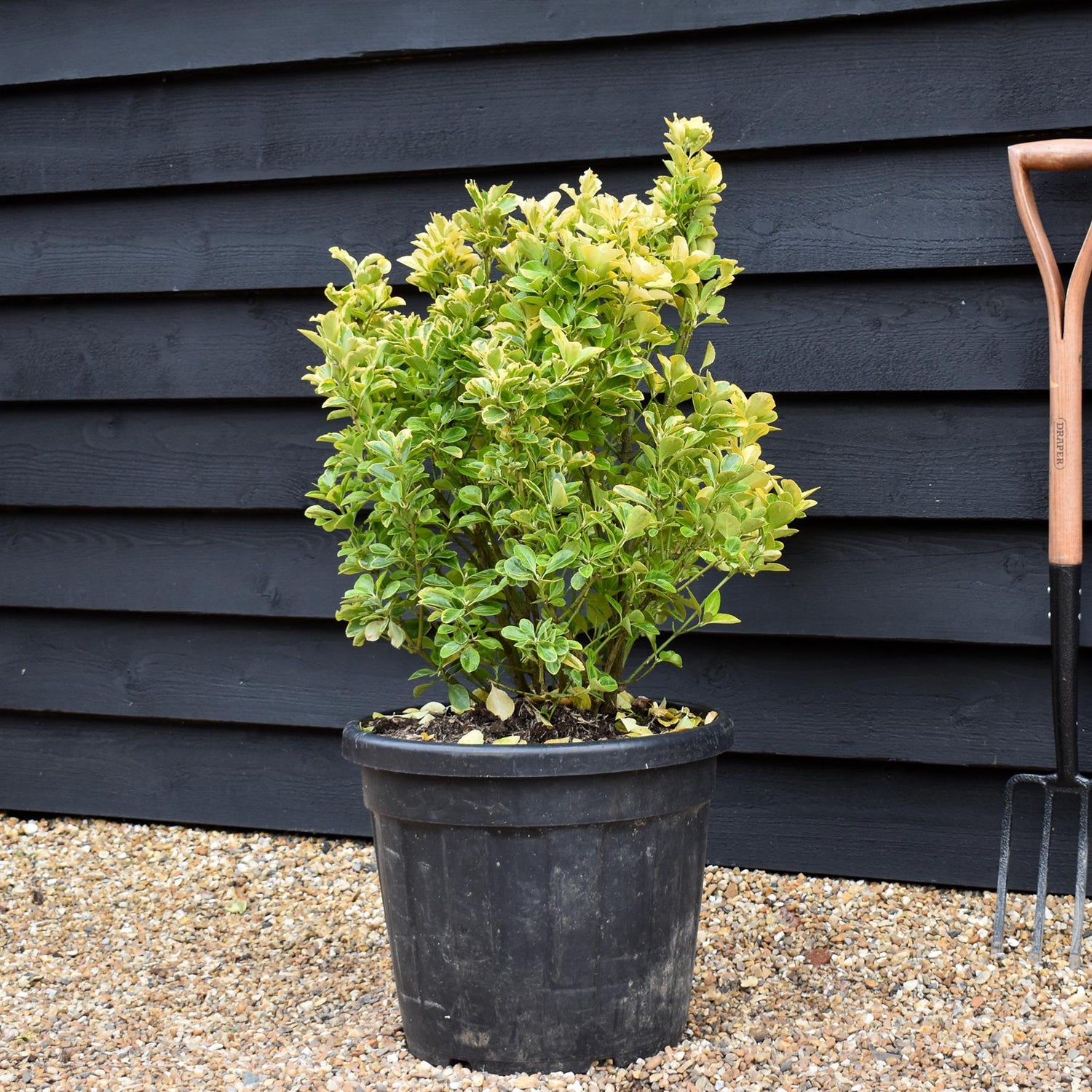 Euonymus Japonicus 'Aureomarginatus' - Height 70-80cm - 35lt