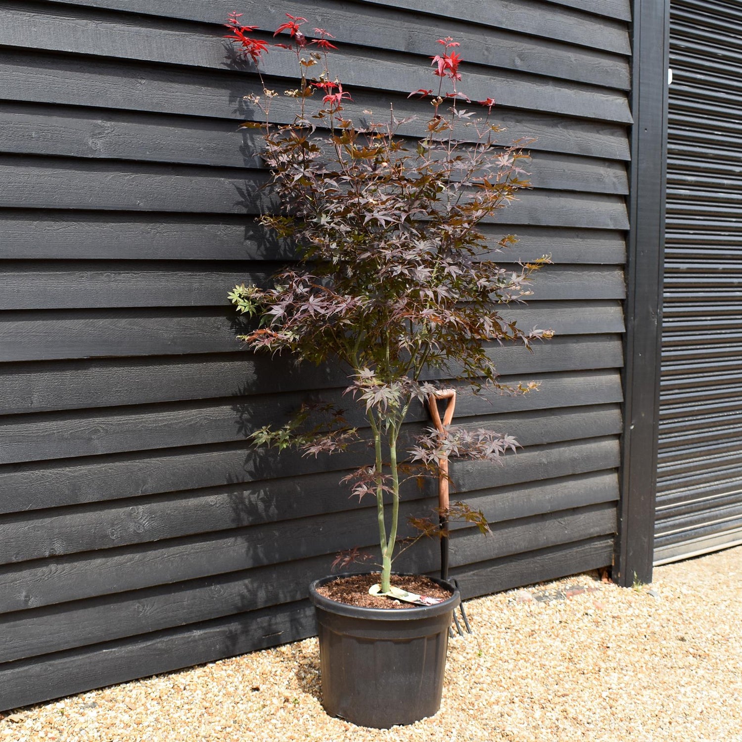 Acer palmatum 'Fireglow' - Height 165-175cm - 55lt