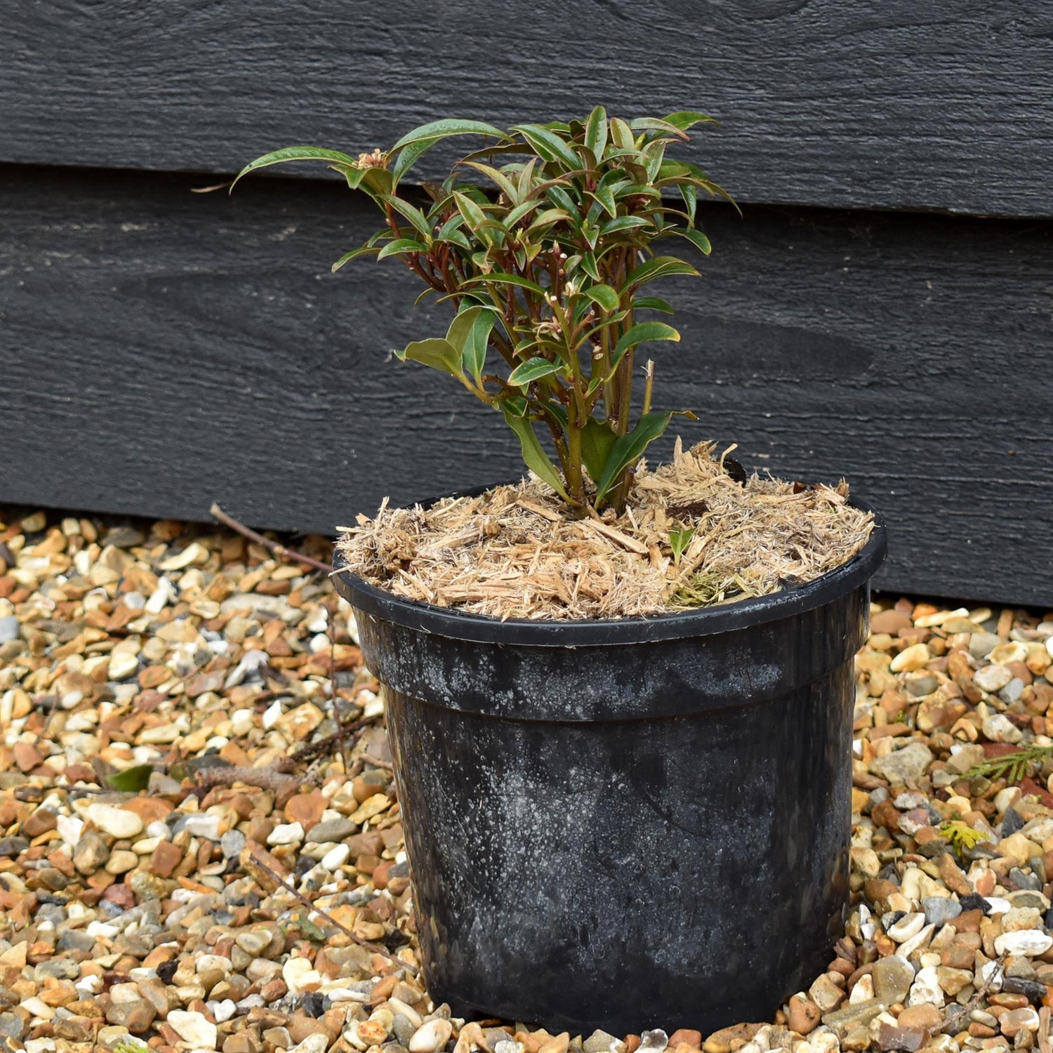Sweet Box |  Sarcococca hookeriana Purple Stem - Height 15-20cm - 3lt