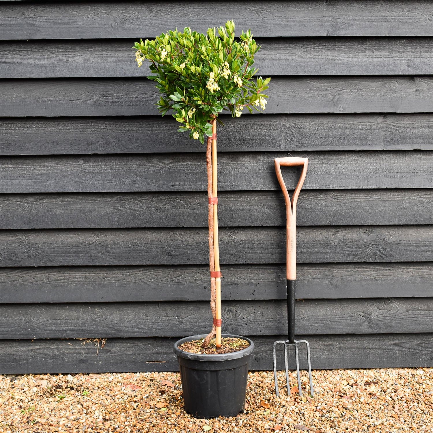 Arbutus unedo Tree | Strawberry Tree - Clear Stem 80cm - Height 120-130cm - 18lt