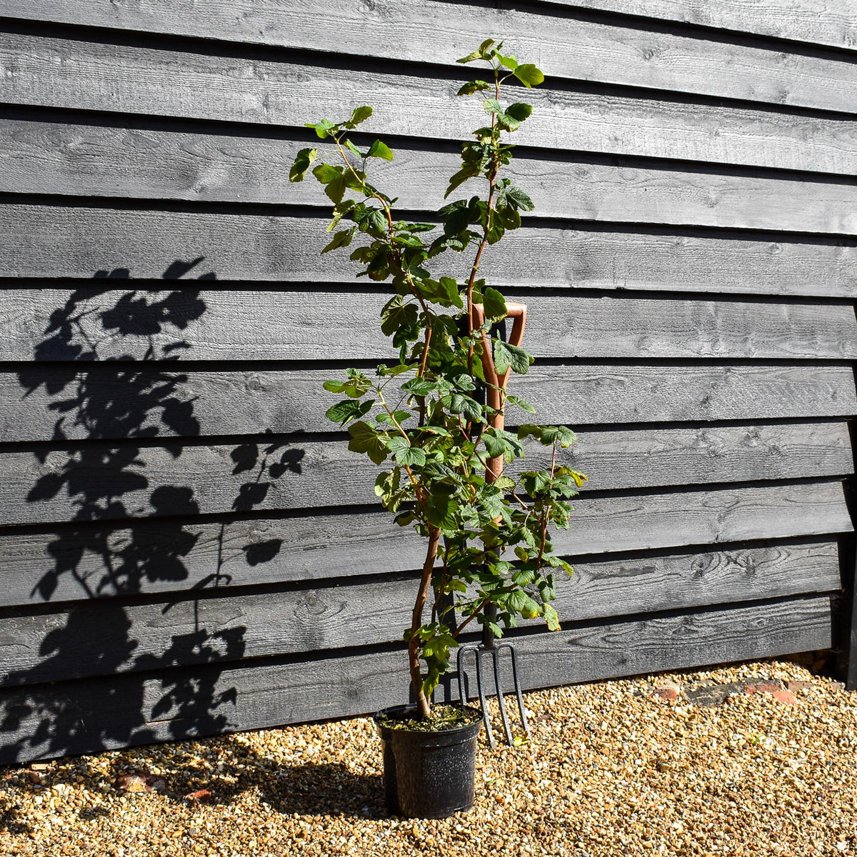 Ribes sanguineum - Flowering Currant - Height 80-100cm - Bushy - 5lt