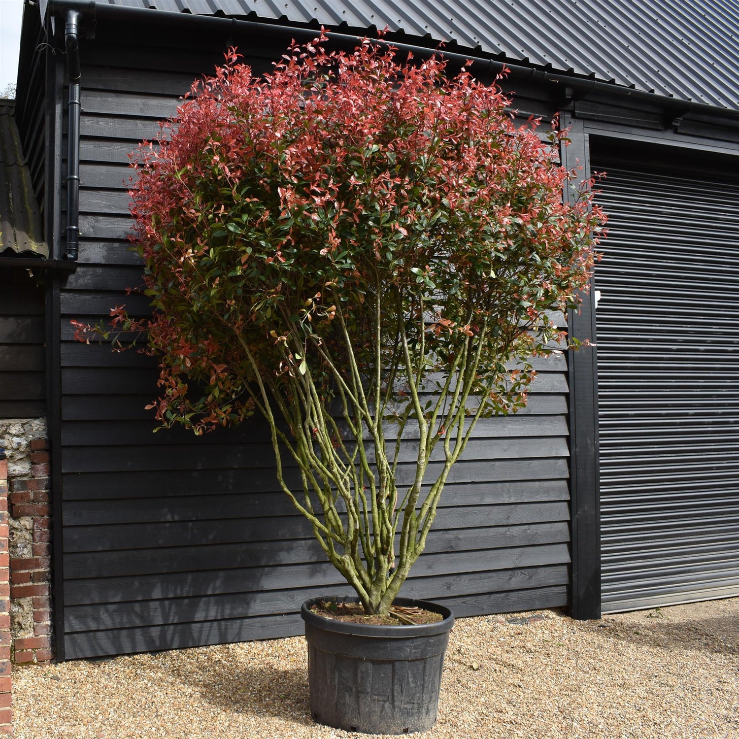 Photinia x fraseri Red Robin Compacta - Multistem - Height 300-350cm - 180lt
