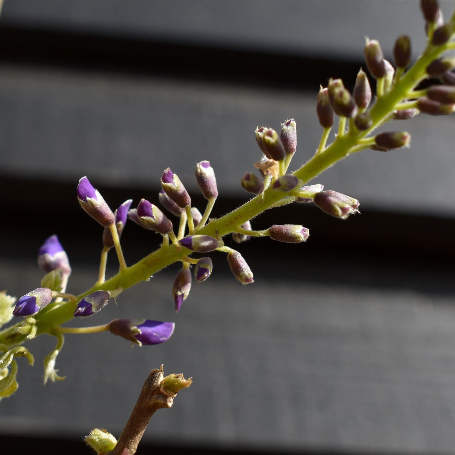 Wisteria floribunda ' Domino ' - Cane - Height 150-200cm - 3lt