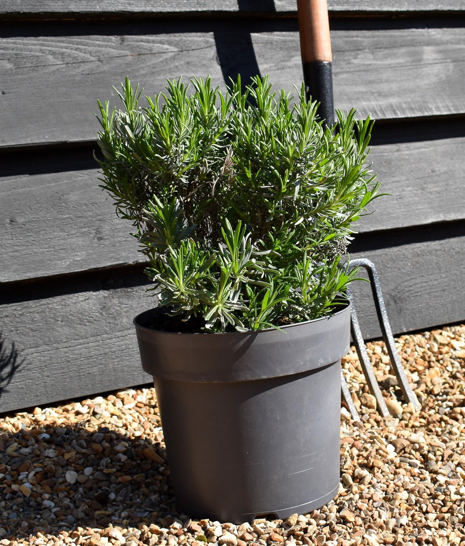 Lavandula | English Lavender 'Munstead' - 20-30cm, 5lt