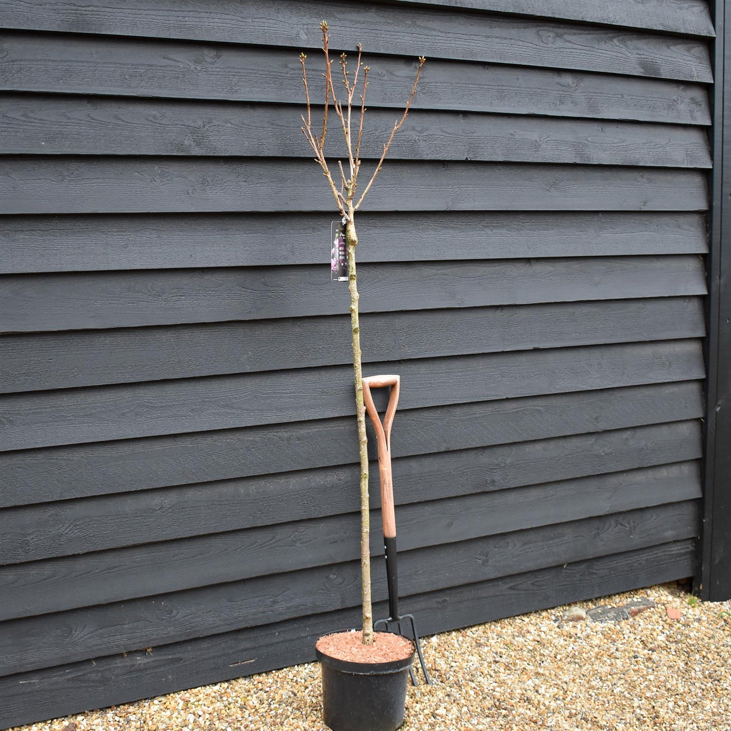 Prunus Kanzan | Cherry Kanzan - Clear Stem 120cm - Girth 6-8cm - Height 160-200cm - 10lt