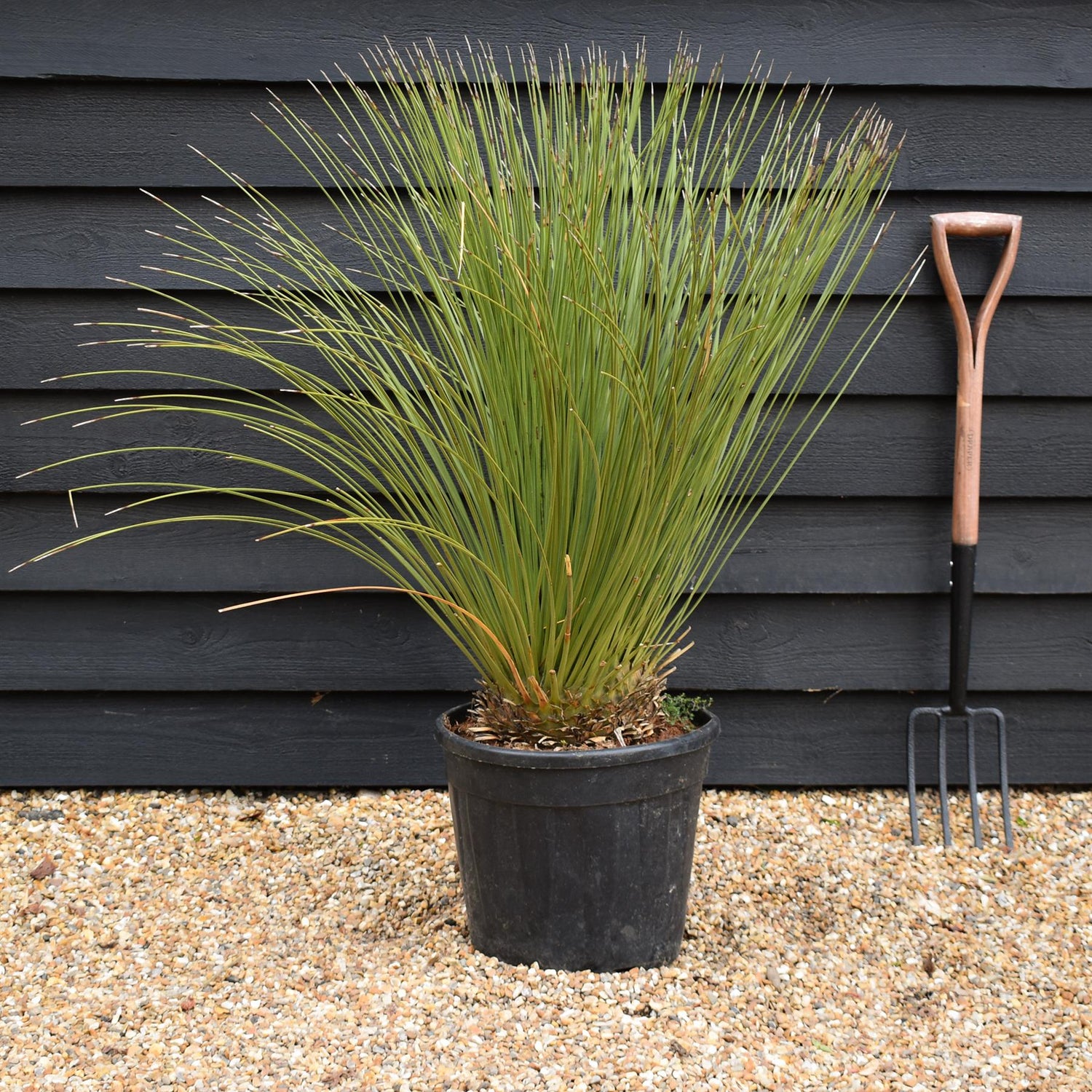Dasylirion longissimum | Mexican Grass Tree - Height 120-130cm - 70lt