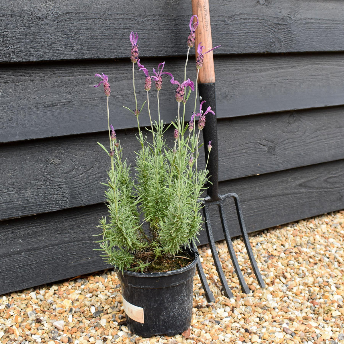 Lavandula stoechas Papillion | French Lavender - 10-30cm, 3lt