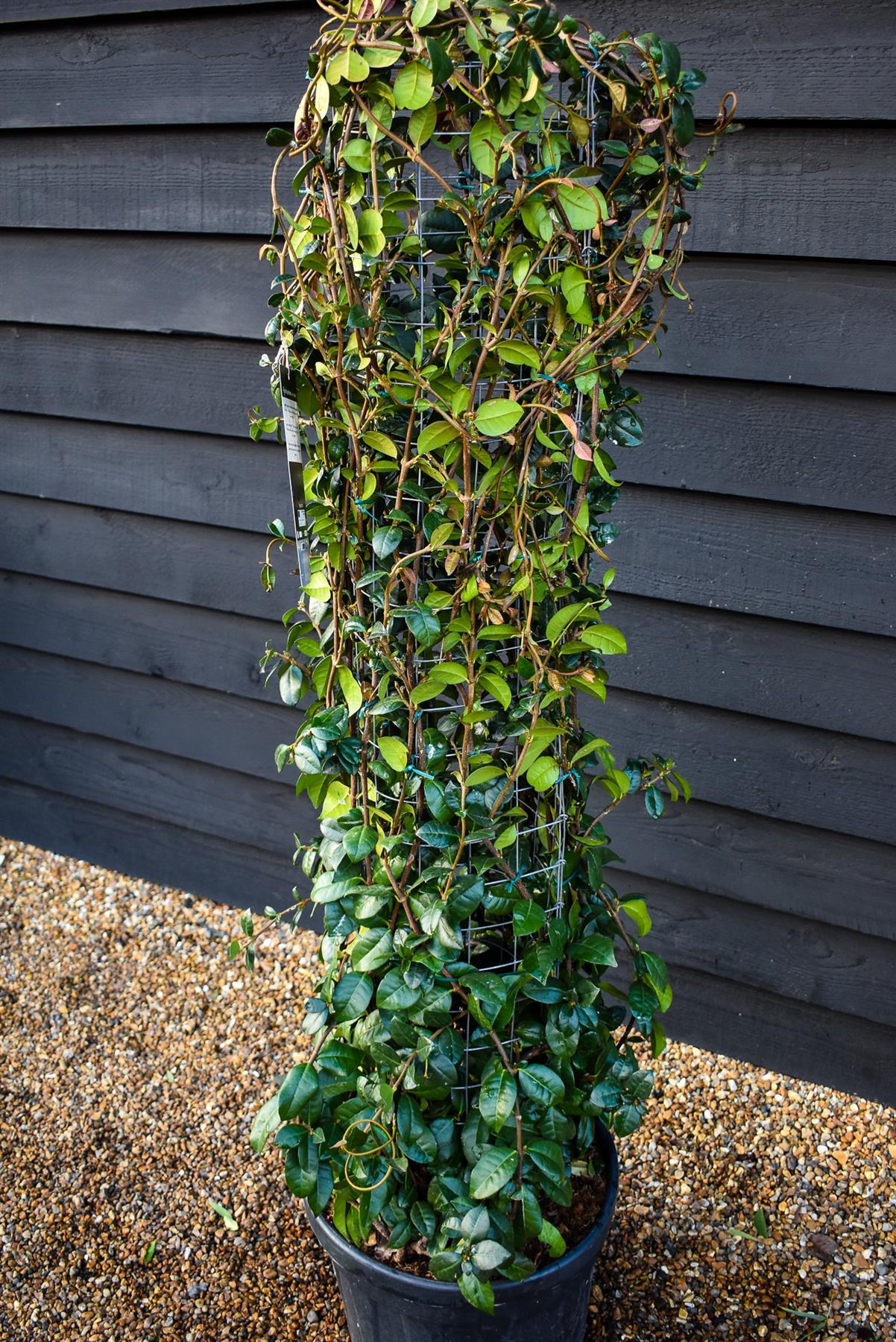 Star Jasmine | Trachelospermum jasminoides - Column Metal Frame- Height 140cm - 30lt