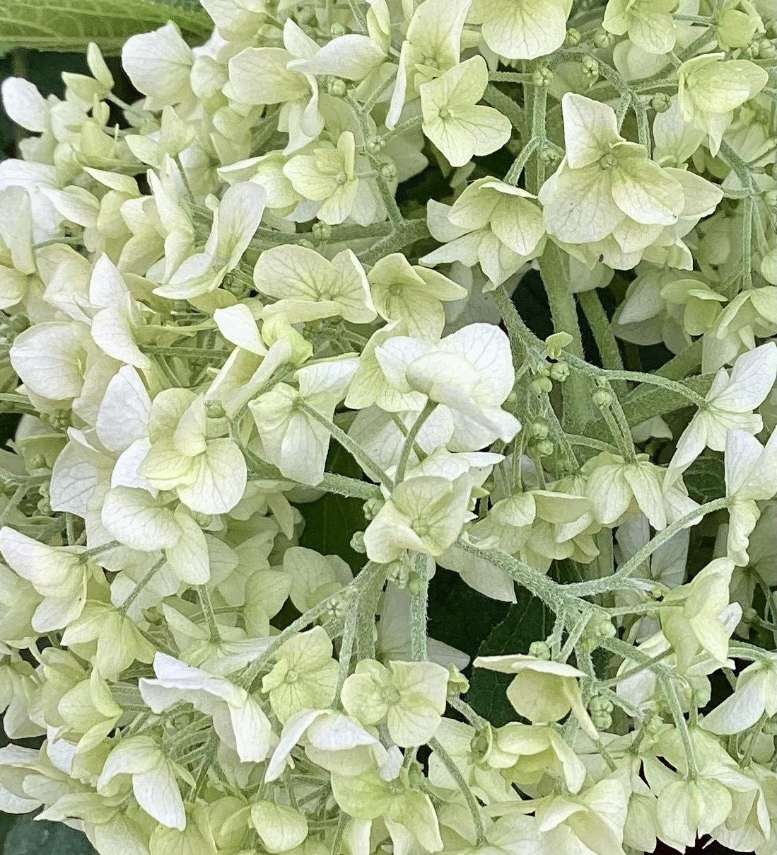 Hydrangea arborescens 'Annabelle' - Shrub - 30-60cm, 10lt