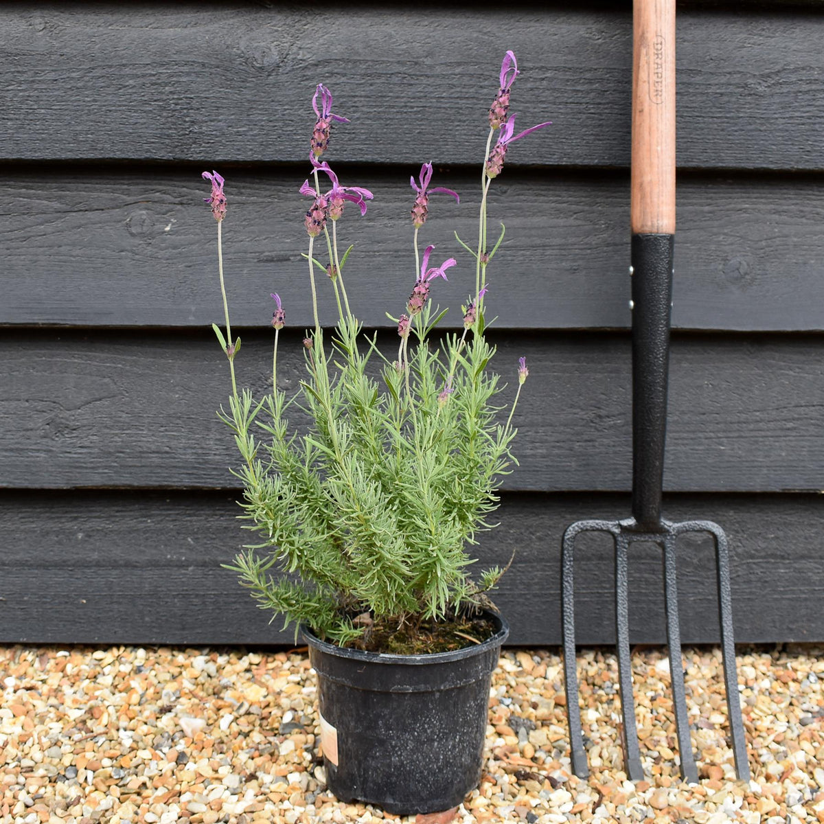 Lavandula stoechas Papillion | French Lavender - 10-30cm, 3lt