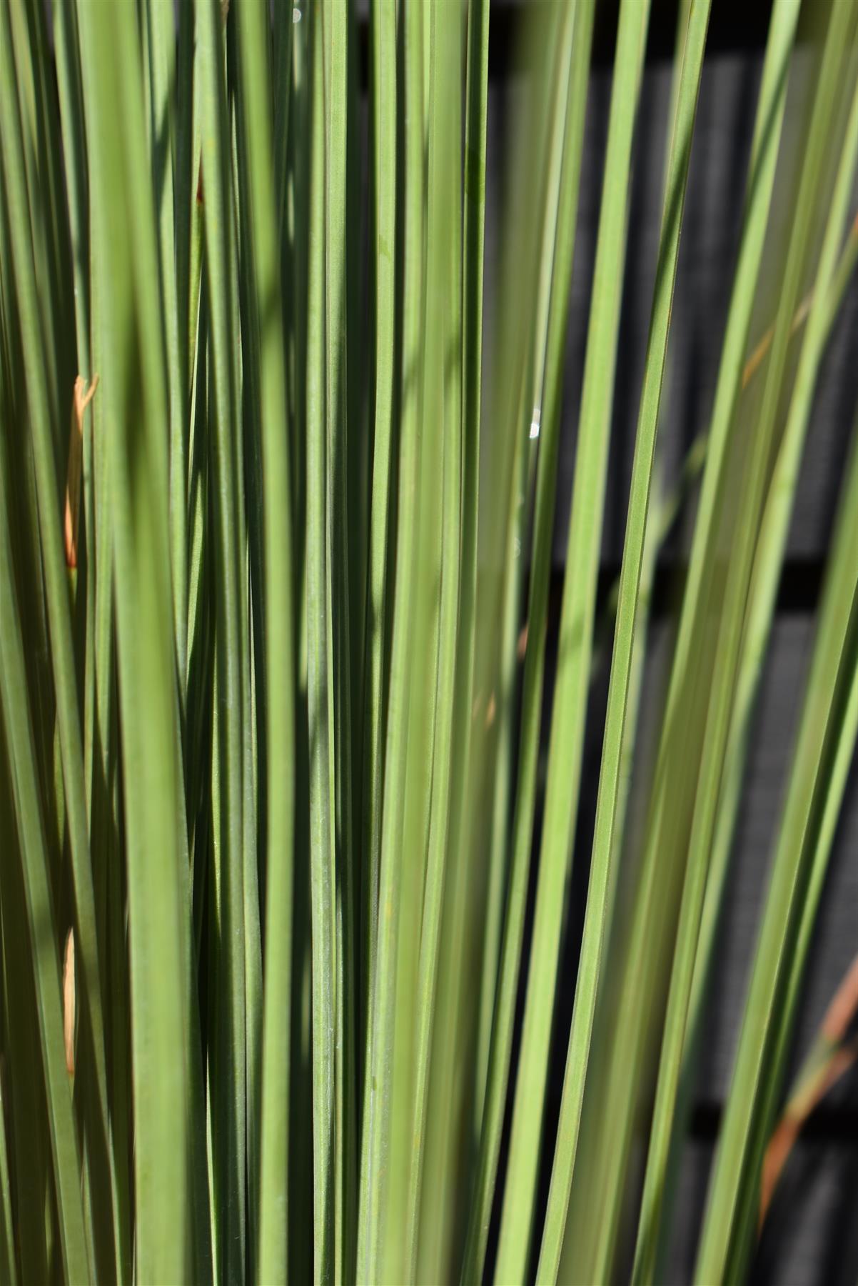 Dazylirion Serratifolium | Sandpaper Sotol - Height 90cm - 12lt