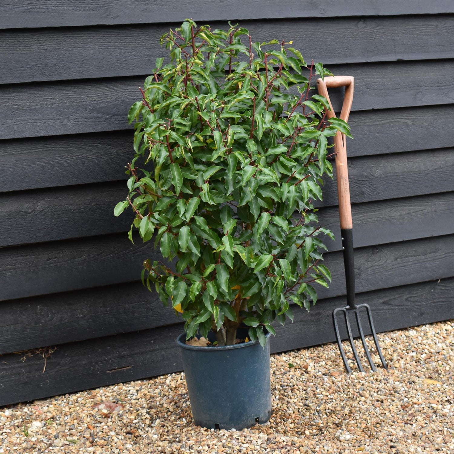 Portuguese Laurel 'Angustifolia' | Prunus lusitanica 'Mytrifolia' - Height 80-110cm - Bushy - 10lt