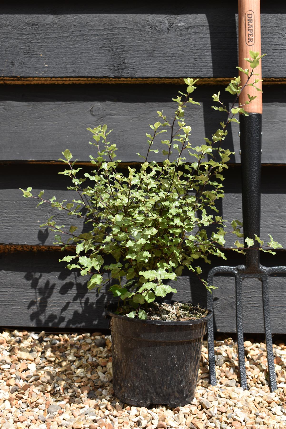 Pittosporum tenuifolium 'Wrinkled Blue' - 15-25cm - 3lt