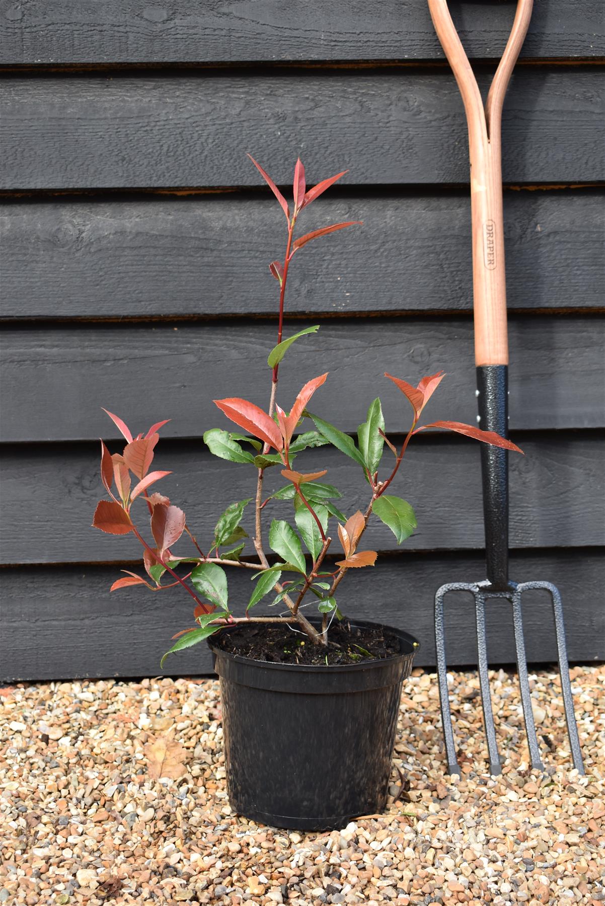 Photinia x fraseri Red Robin - 40-60cm - 5lt