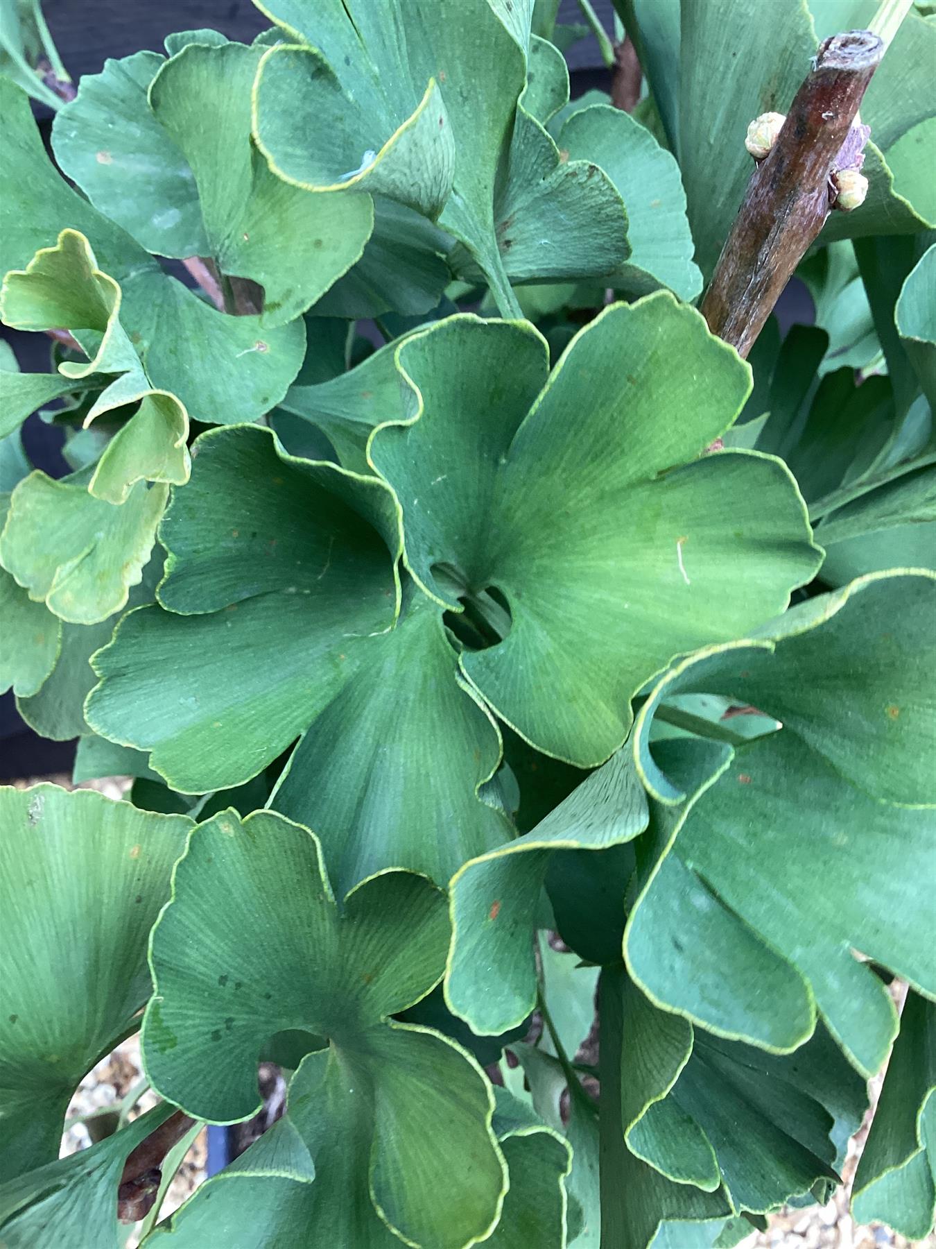 Ginkgo biloba Mariken - 1/4 std Clear Stem - 80-90cm, 15lt