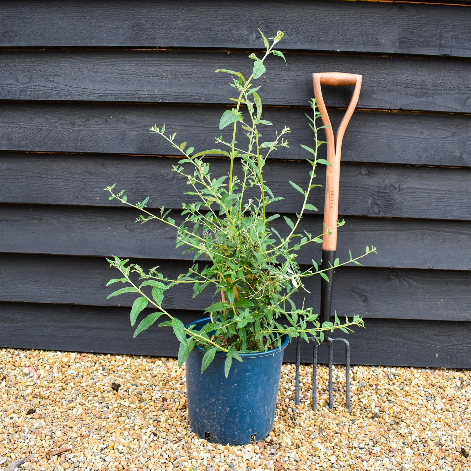 Buddleja Butterfly Bush Uniquie - 40-60cm, 10lt