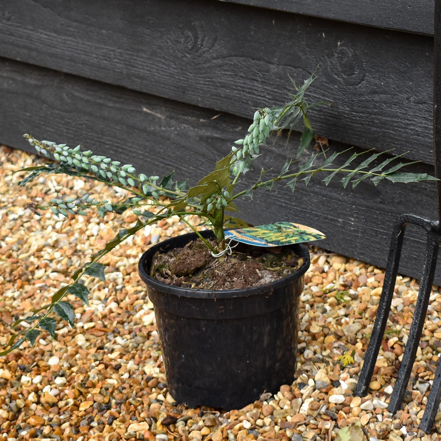 Mahonia media Winter Sun| Oregon grape 'Winter Sun' - Height 20-30cm - 3lt